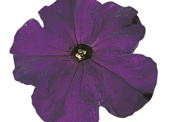 Petunia grandiflora Falcon Blue