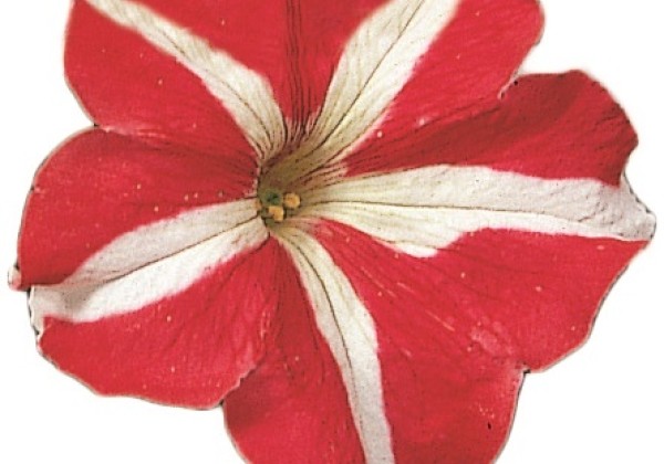 Petunia grandiflora Falcon Red & White