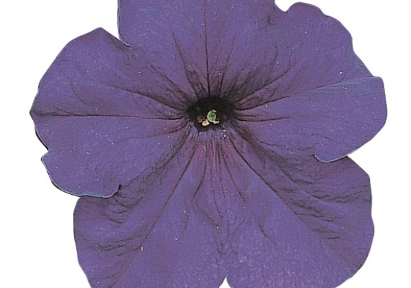 Petunia grandiflora Falcon Mid Blue