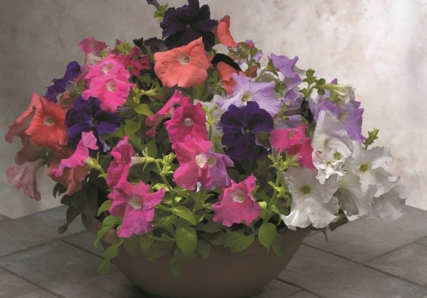 Petunia grandiflora Falcon Mix