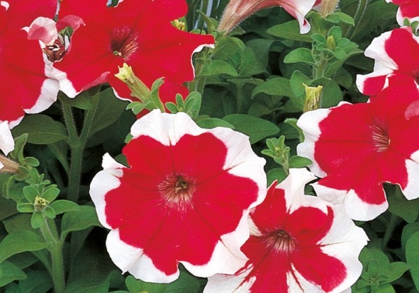 Petunia grandiflora Hulahoop Red