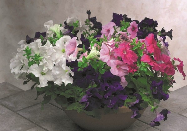 Petunia grandiflora Eagle Mix