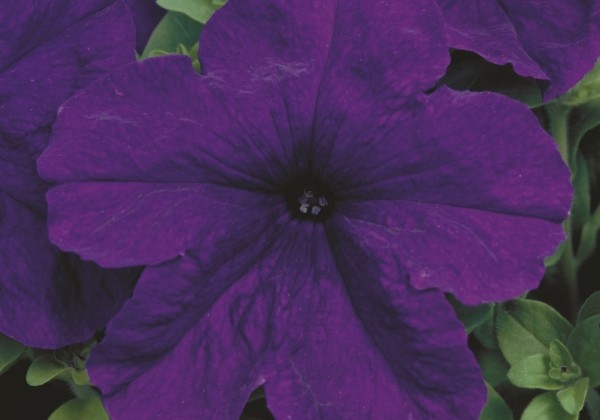 Petunia grandiflora Eagle Blue