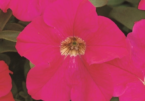 Petunia grandiflora Eagle Rose