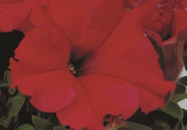 Petunia grandiflora Eagle Red