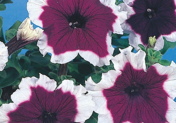 Petunia grandiflora Hulahoop Blue
