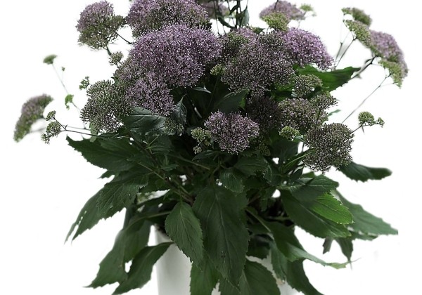 Trachelium caeruleum Passion In Lilac