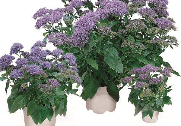 Trachelium caeruleum Passion In Violet