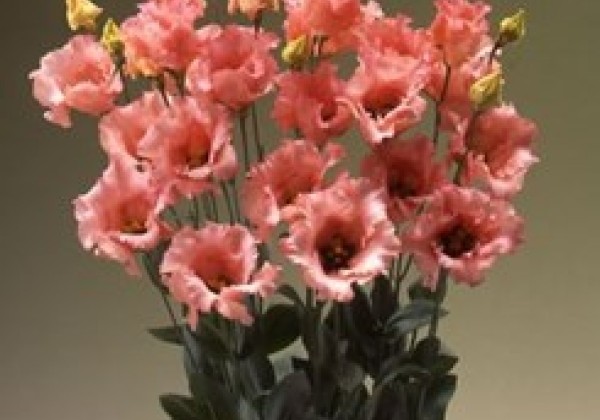Lisianthus russelianum Falda 2 Light Apricot