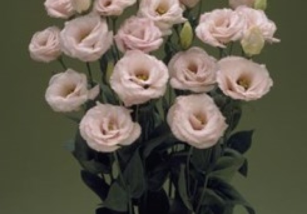 Lisianthus russelianum Arena 2 Light Pink