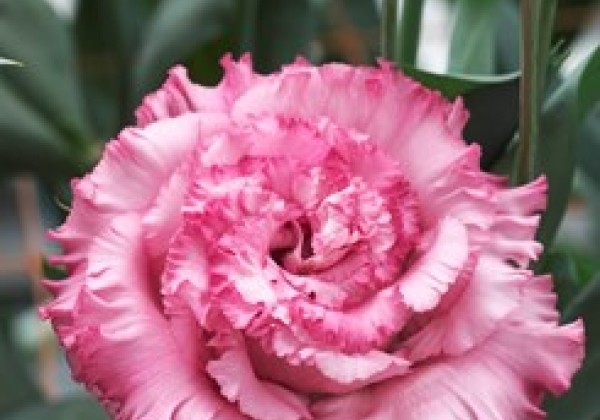 Lisianthus russelianum Corelli SU 3 Deep Pink