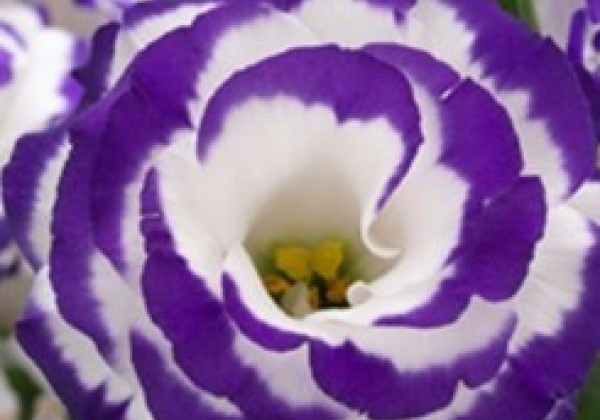 Lisianthus russelianum Arena 2 Purple Picotee