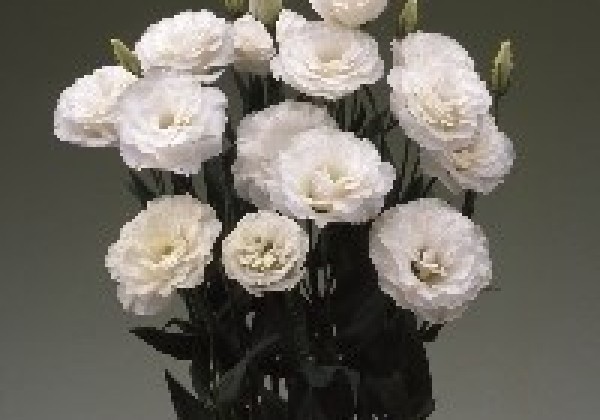 Lisianthus russelianum Arena 2 Kilimanjaro