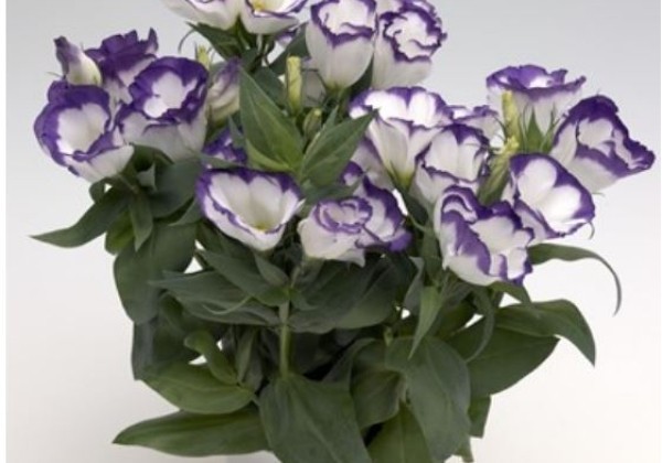 Lisianthus grandiflorum Carmen F1 Blue Rim