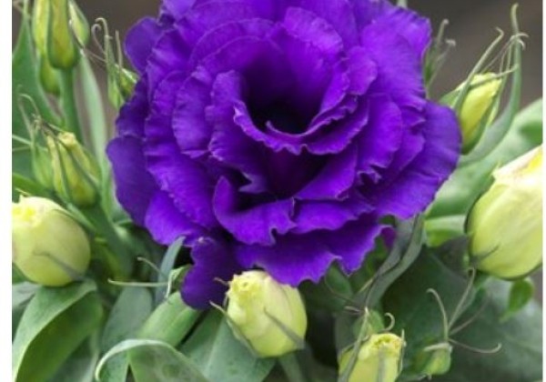 Lisianthus grandiflorum Julietta F1 Blue