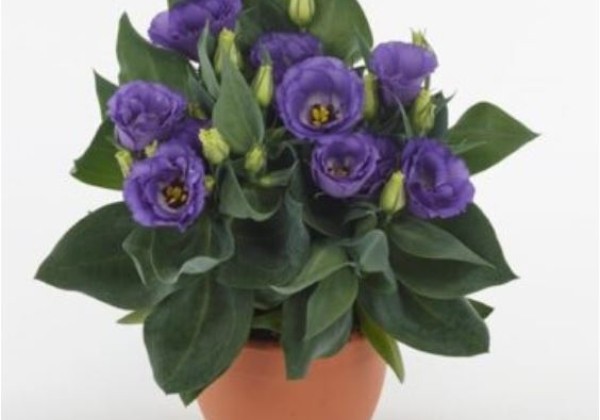Lisianthus grandiflorum Julietta F1 Blue