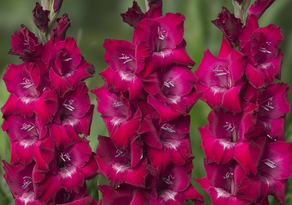 Gladiolus Bizet