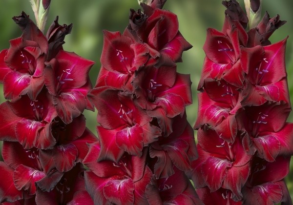 Gladiolus Mahler