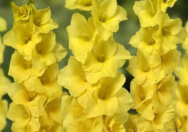 Gladiolus Yellowa