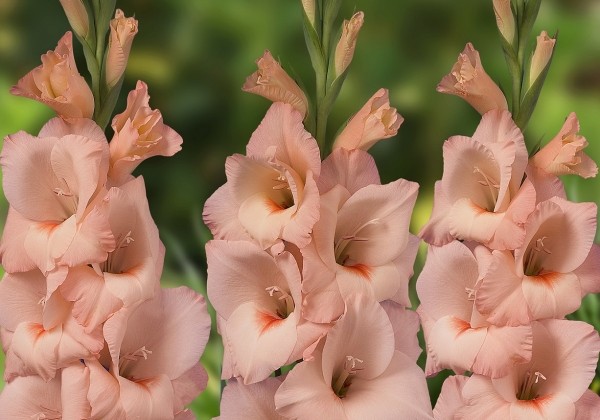 Gladiolus Rigoletto