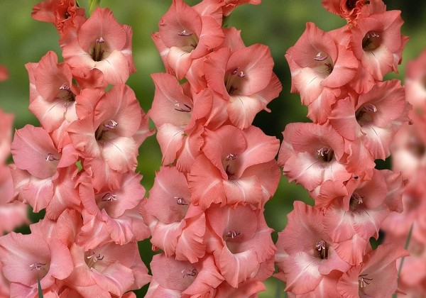 Gladiolus Rosalina