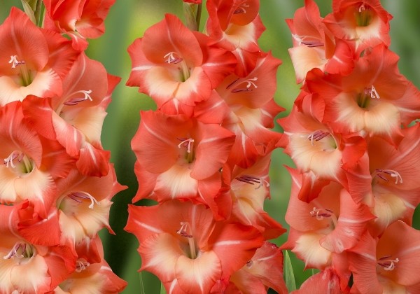 Gladiolus Salmon Star