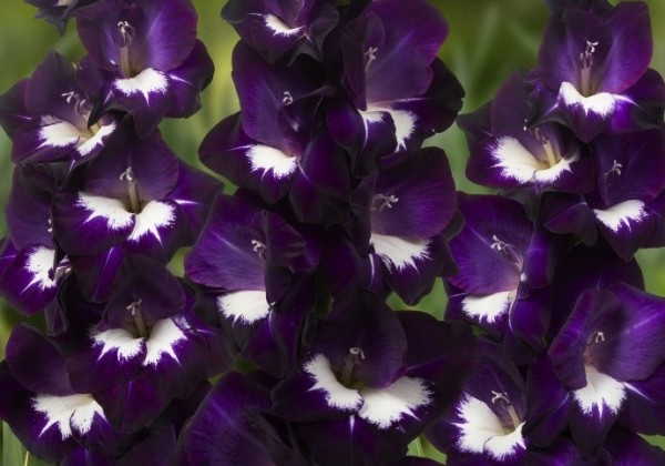Gladiolus Purple Rain 12-084-01