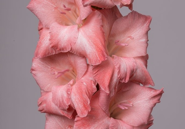 Gladiolus Rihanna