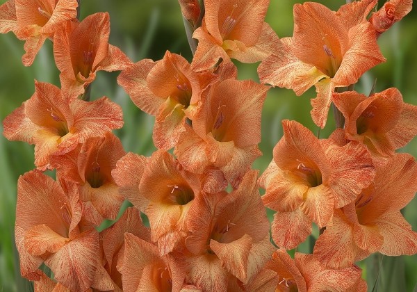 Gladiolus 05.271.03