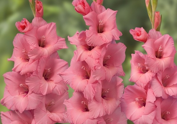 Gladiolus Fortarosa