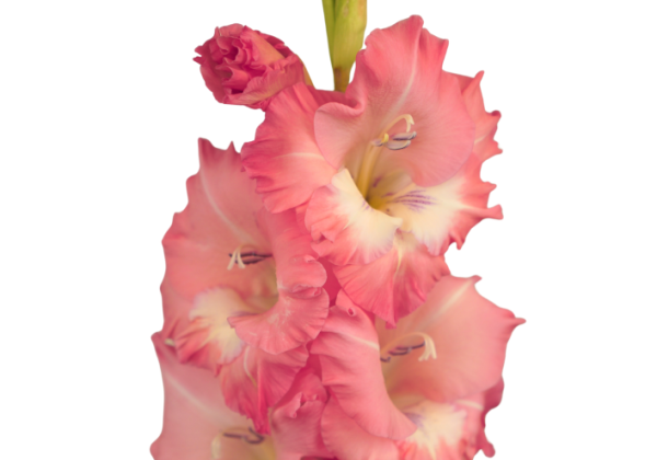 Gladiolus Fontana