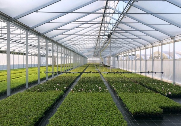 Dubultplēves termo siltumnīca 400 m2 ar montāžu