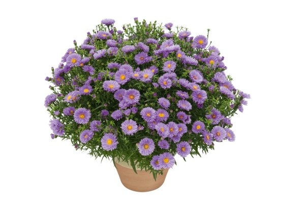 Aster dumosus Rose Crystal 2021