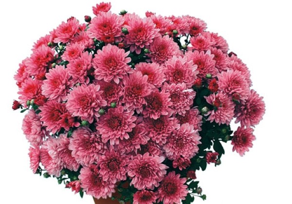 Chrysanthemum multiflora Dreamstar Ares Pink