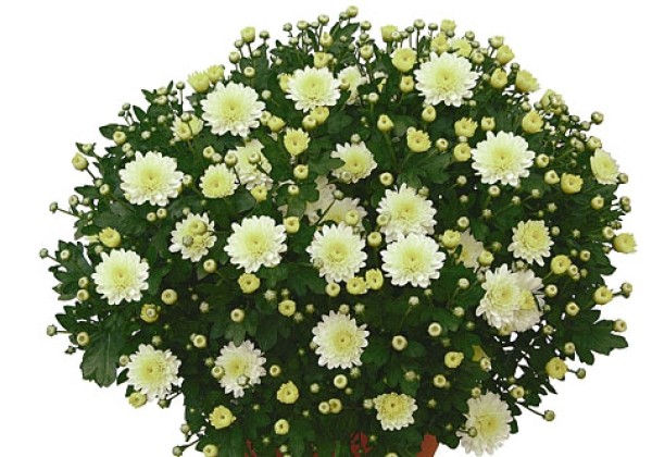 Chrysanthemum multiflora Ossa