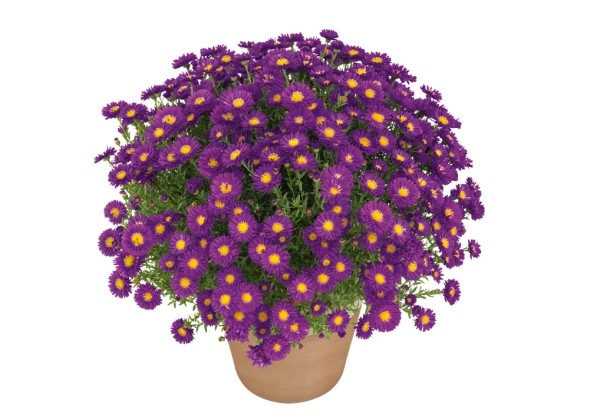 Aster dumosus Turmalin
