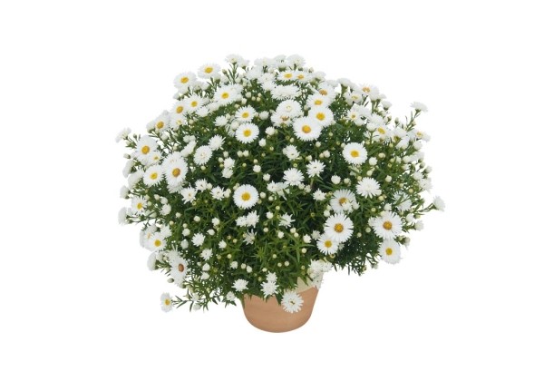 Aster dumosus Albit