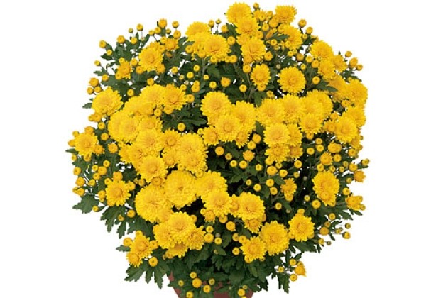 Chrysanthemum multiflora Orthos