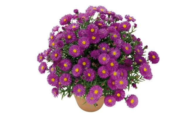 Aster dumosus Amethyst