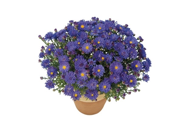 Aster dumosus Azurit