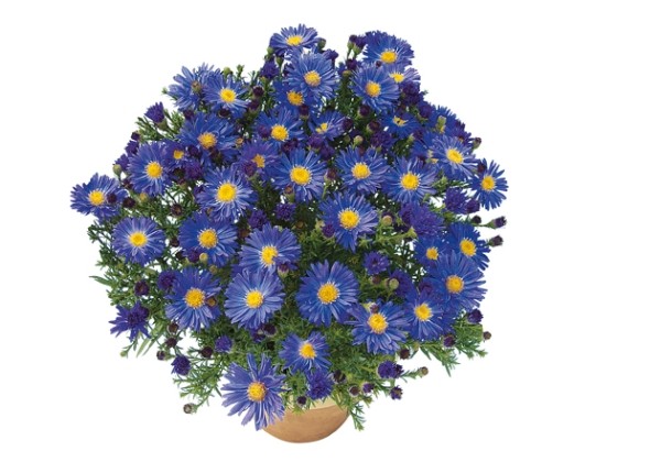 Aster dumosus Blue Lapis