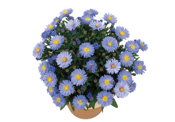 Aster dumosus Aqua Compact