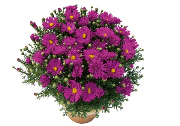 Aster dumosus Purple Diamond