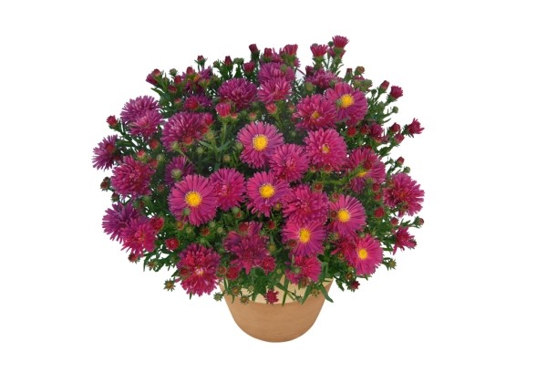 Aster dumosus Rubin