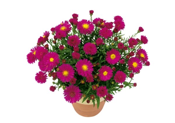 Aster dumosus Granat