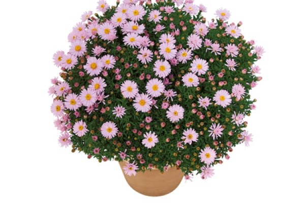 Aster dumosus Beryll