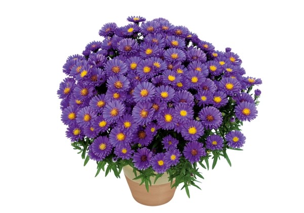 Aster dumosus Indigo