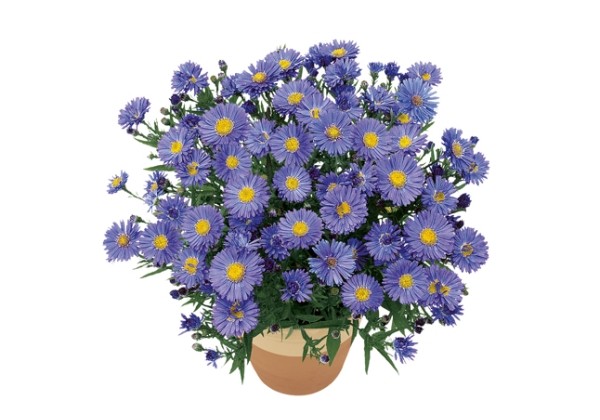 Aster dumosus Sapphire