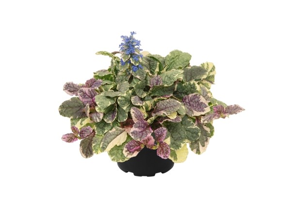 Ajuga reptans Burgundy Glow