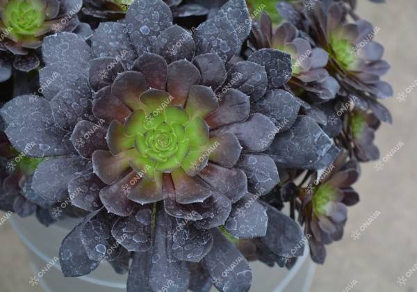 Aeonium hybride Tip Top